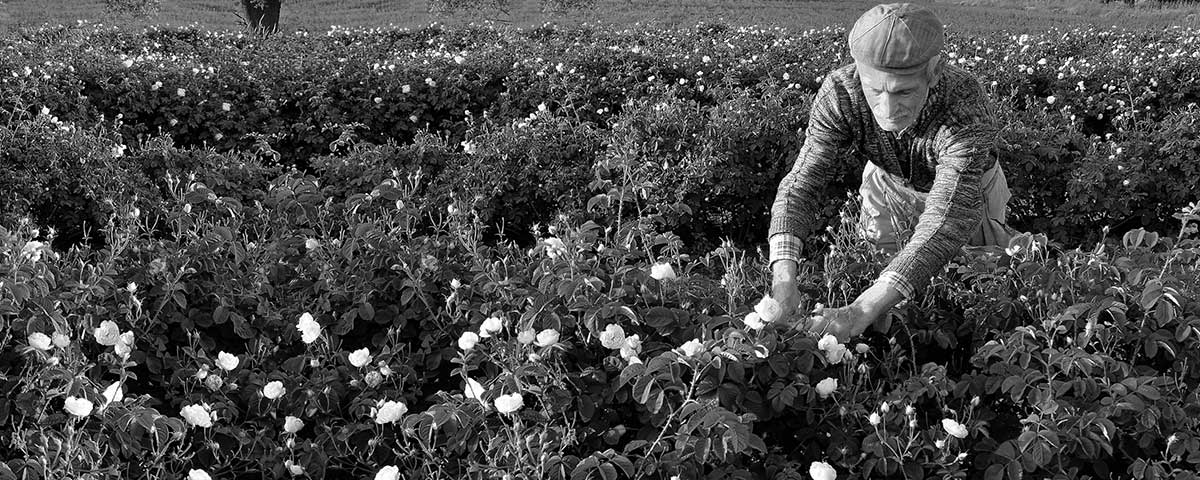 Rose_Garden